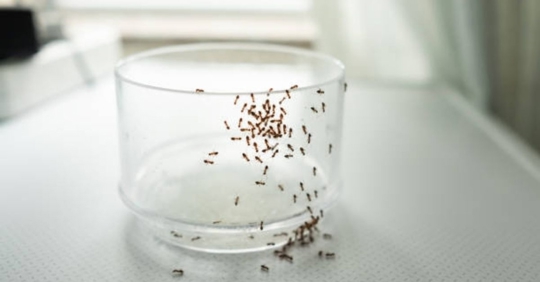 ants on a cup
