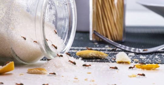 ants in kitchen