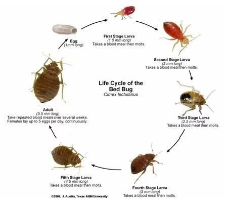 Lifecycle of a bed bug