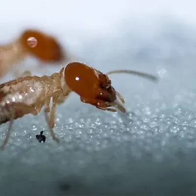 Odontotermes obesus Termites Isoptera