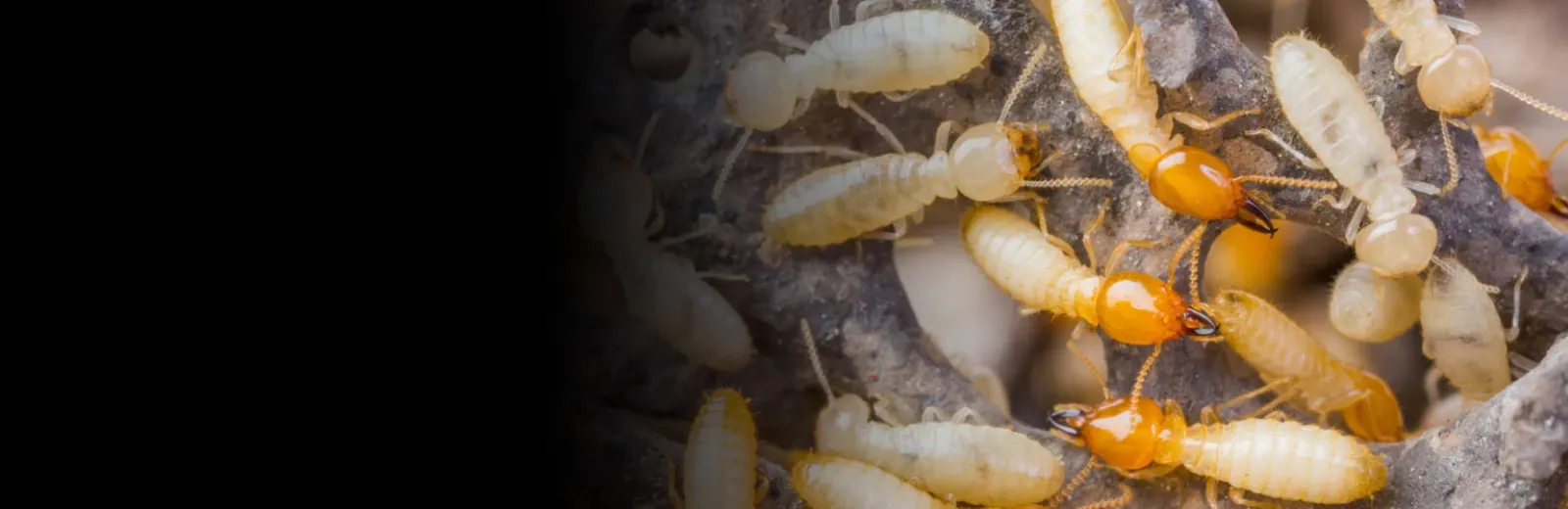 Close up shot of termites