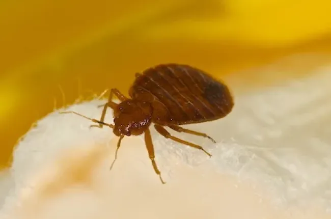 bed bug on fabric