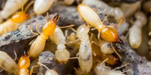 Termites in Southeast Texas